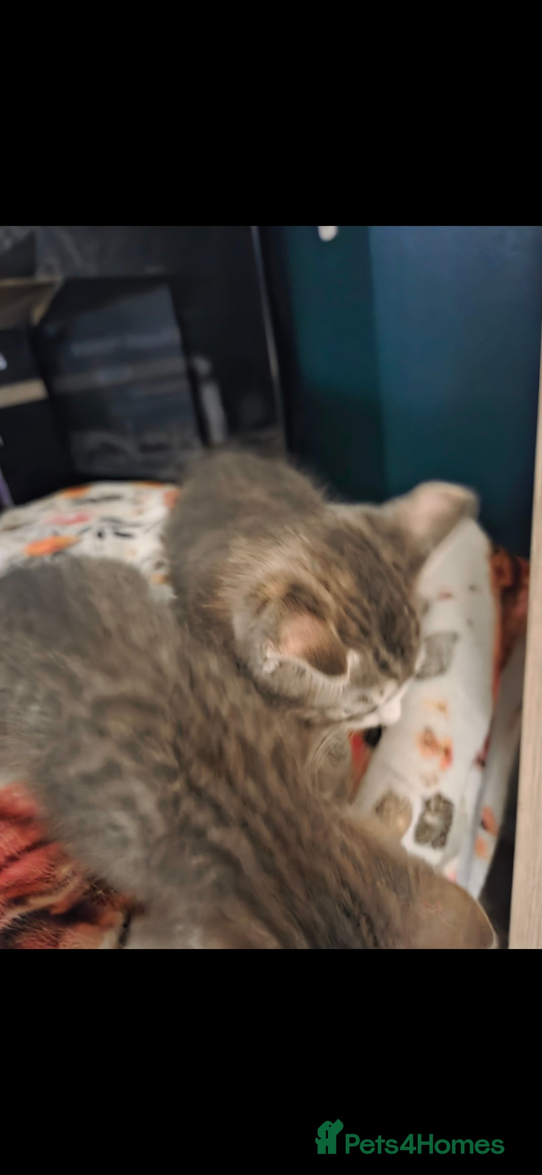 Mixed Breed cats for sale: Kittens ready now  - Image 12