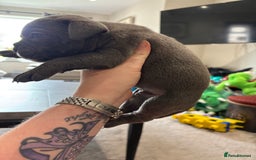 Mixed Breed dogs for sale: canó corso cross british bulldog puppy’s  - Image 19