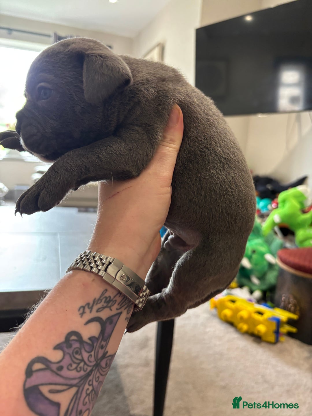 Mixed Breed dogs for sale: canó corso cross british bulldog puppy’s  - Image 19