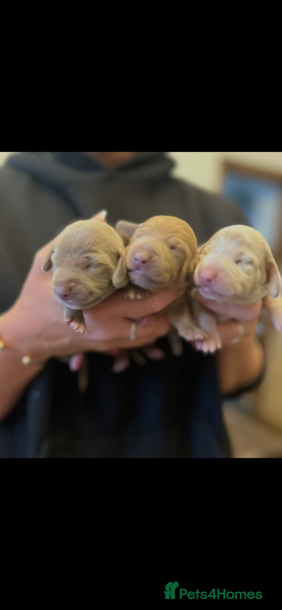 Miniature Dachshund dogs for sale: 1 Beautiful Kc reg Girl 💗 needs rehoming  - Advert 3