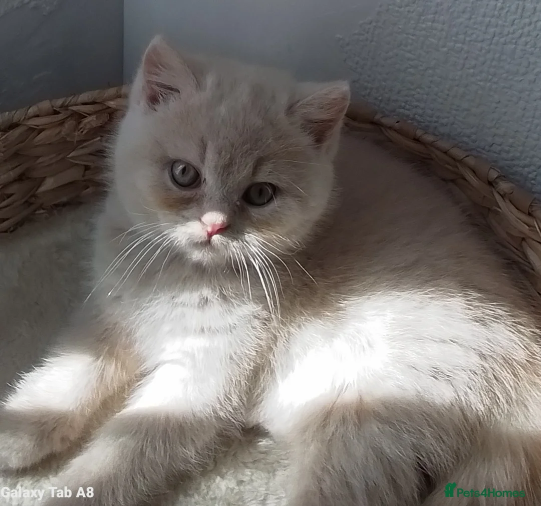 British Longhair cats for stud: British Longhair for Stud - Advert 2