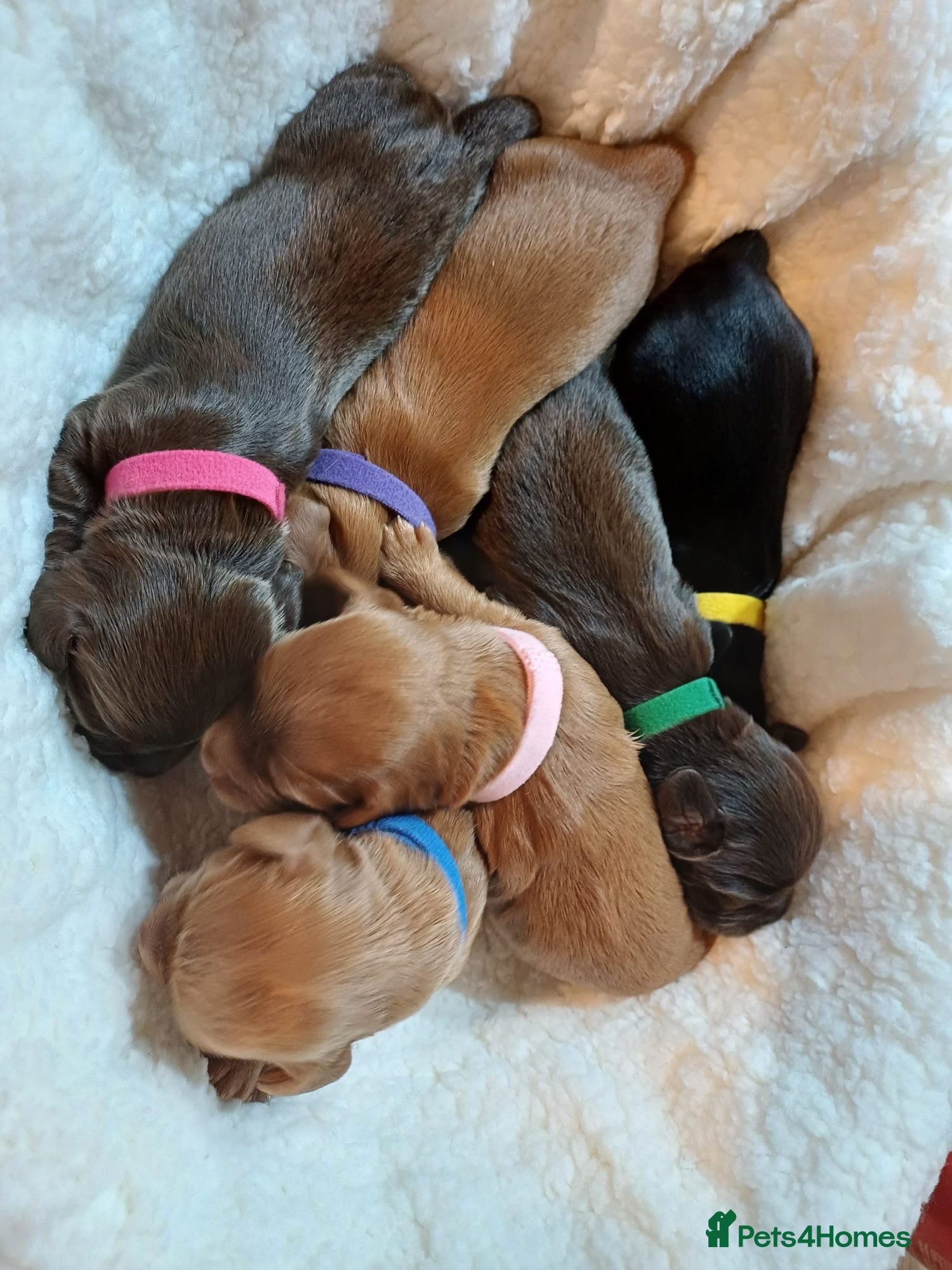 Cocker Spaniel dogs Working Cocker Spaniel's Puppies For Sale - Advert 2