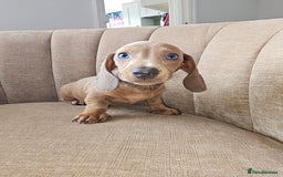 Miniature Dachshund dogs for sale: Beautiful Mini Dachshunds looking for their homes! - Image 16