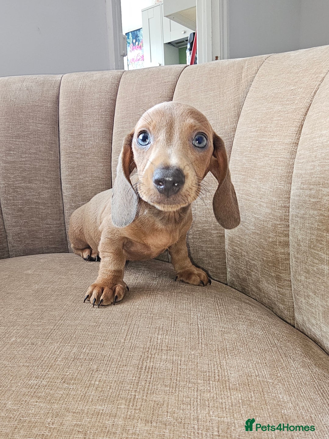 Miniature Dachshund dogs for sale: Beautiful Mini Dachshunds looking for their homes! - Image 16