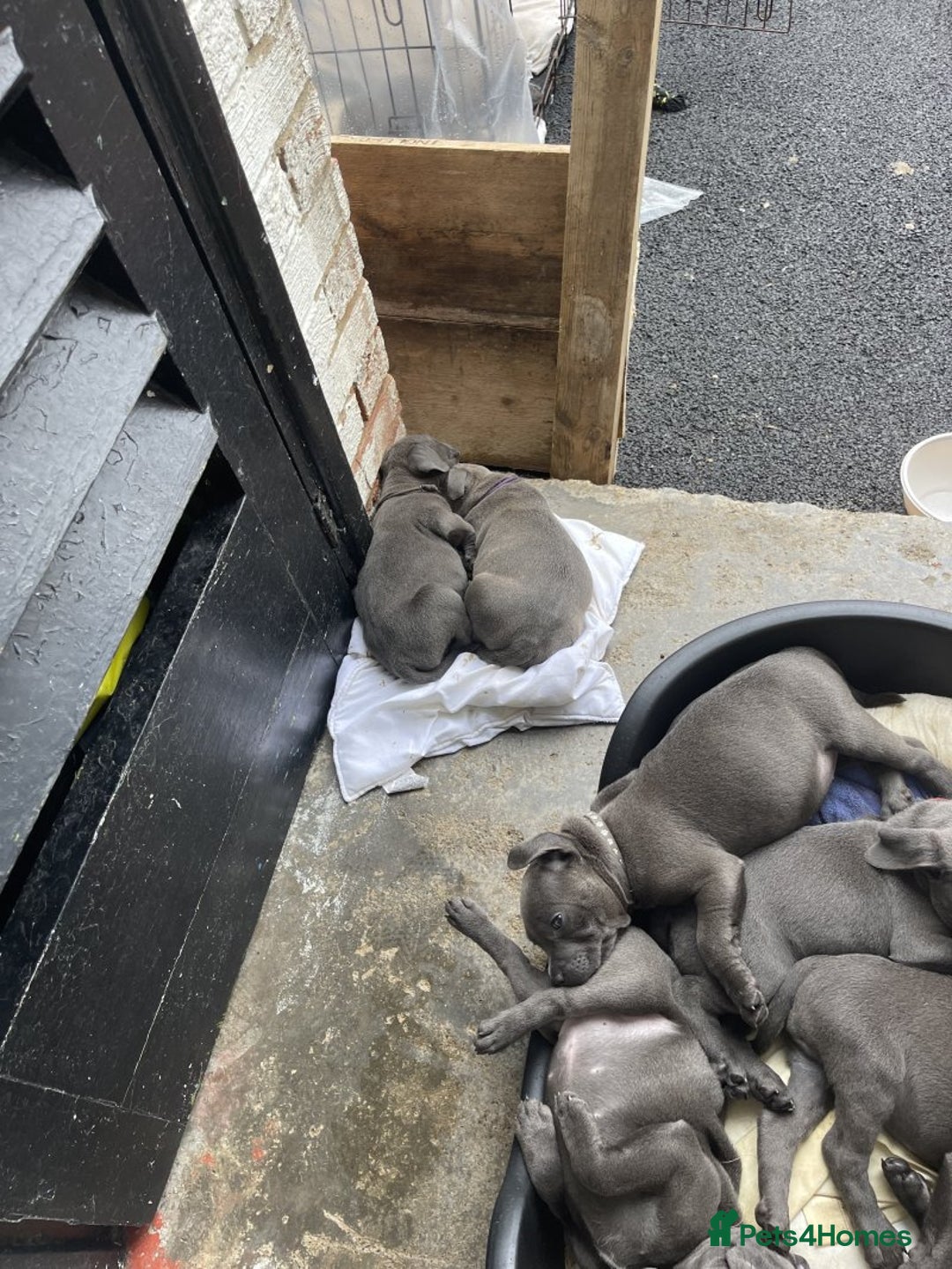 Staffordshire Bull Terrier dogs for sale: Full pedigree blue Staffordshire Bullterrier - Image 5