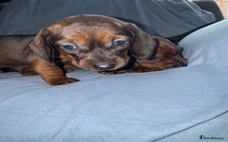 Mixed Breed dogs for sale: Docker - miniature daschund X American cocker  - Image 8