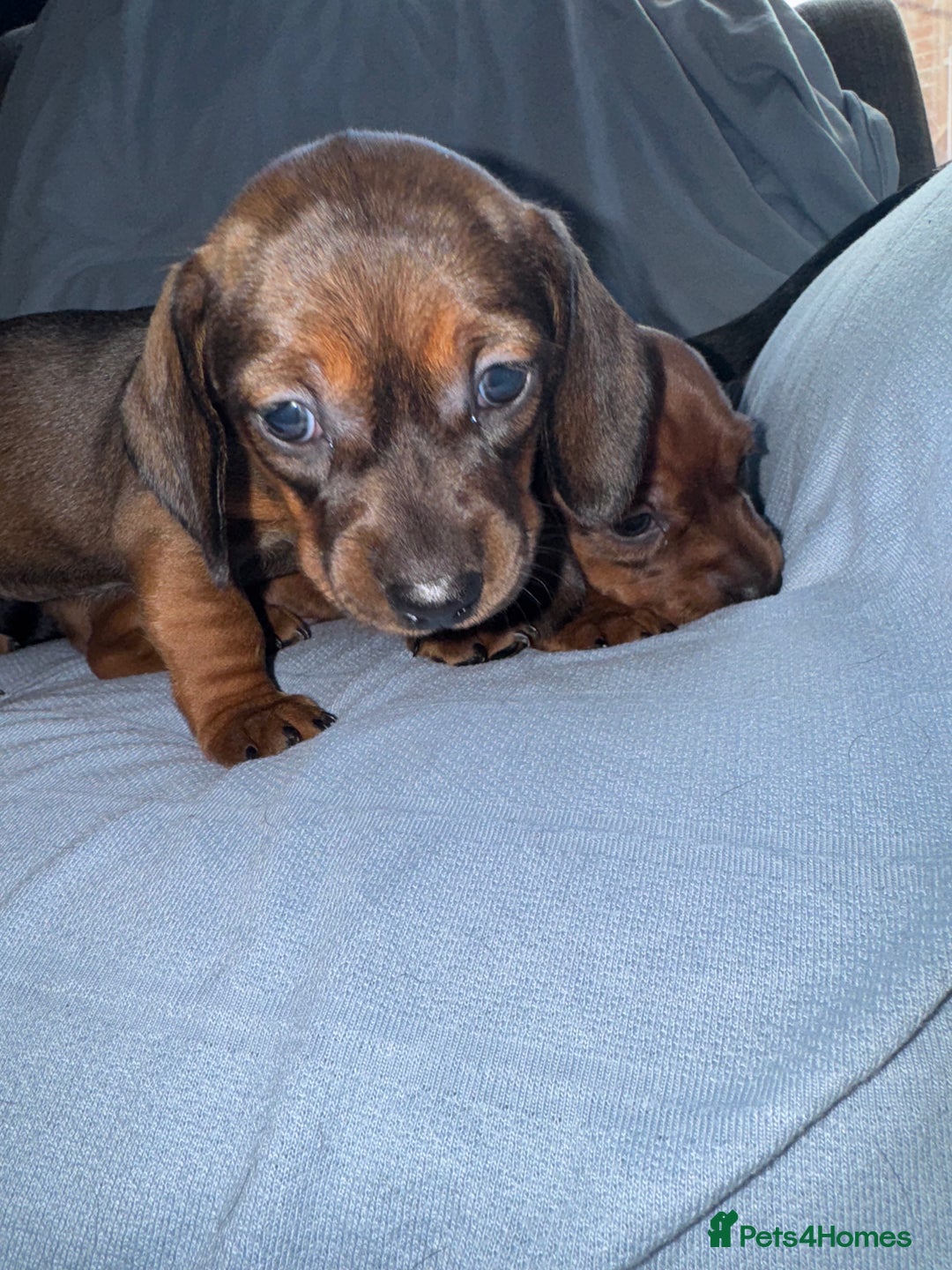 Mixed Breed dogs for sale: Docker - miniature daschund X American cocker  - Image 8