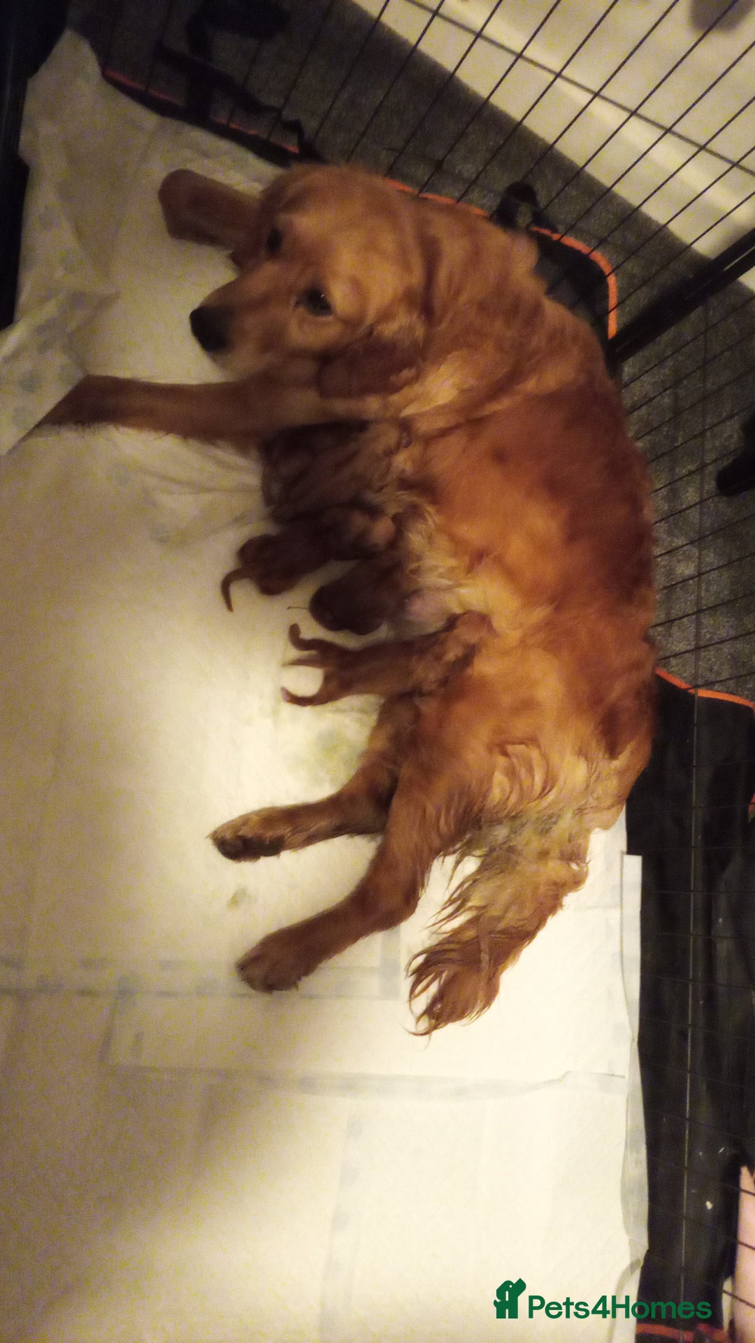 Golden Retriever dogs for sale: ⭐ DARK Golden retriever puppies 🐶 - Advert 7