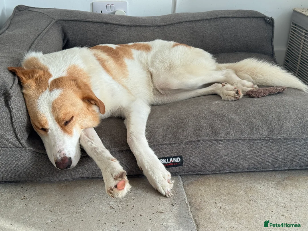 Mixed Breed dogs for adoption: 💙🩵NOW ADOPTED 🩵💙 - Advert 13