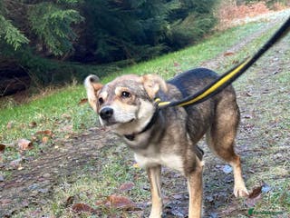 Mixed Breed dogs Fizz - Norwich Norfolk in Norwich - Advert 24