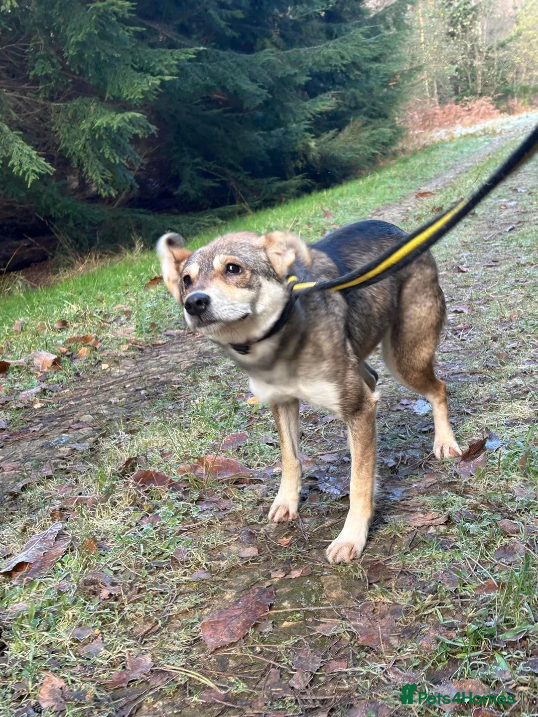 Mixed Breed dogs for adoption: Fizz - Norwich Norfolk  in Norwich - Advert 1