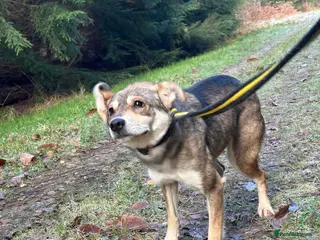 Mixed Breed dogs Fizz - Norwich Norfolk in Norwich - Advert 5