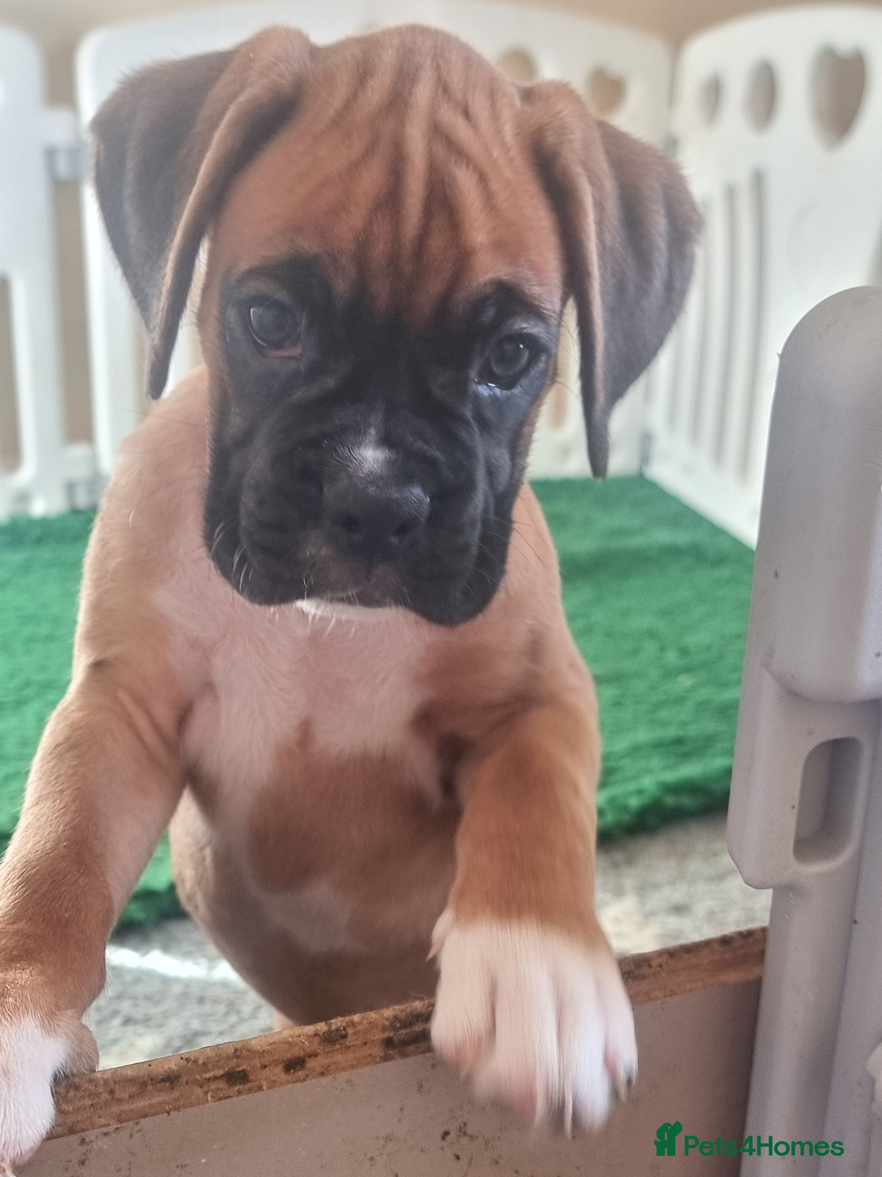 Boxer dogs Ready Now Outstanding  KC Boxer puppies - Advert 2