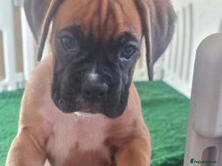 Boxer dogs Ready Now Outstanding KC Boxer puppies - Advert 2