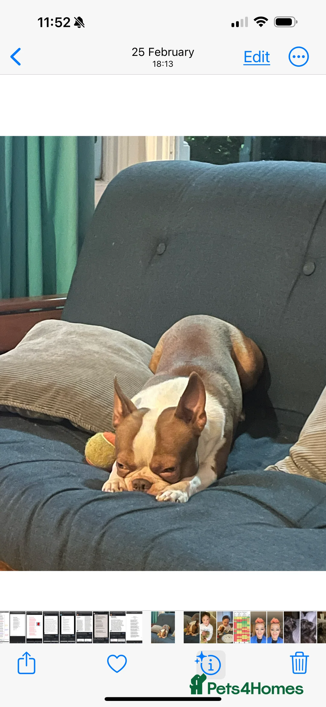 Boston Terrier dogs for sale: For Sale Boston Terrier 6yrs old  in Sheffield - Advert 6