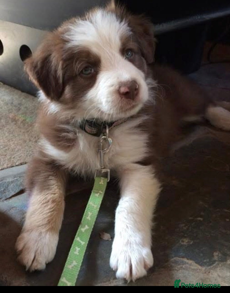 Border Collie dogs Stunning red and white long haired pups  - Advert 1