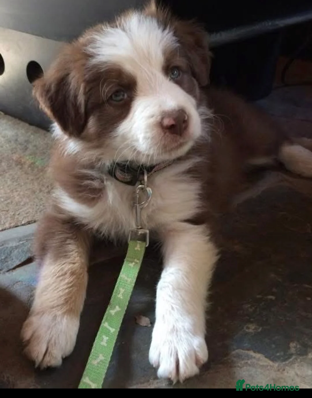 Border Collie dogs for sale: Stunning red and white long haired pups  - Advert 1