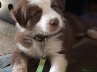 Border Collie dogs Stunning red and white long haired pups - Advert 1