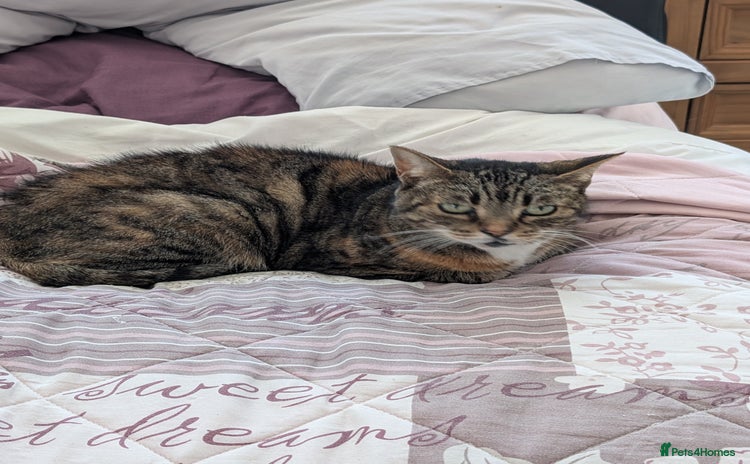 Domestic Shorthair cats - Advert 11