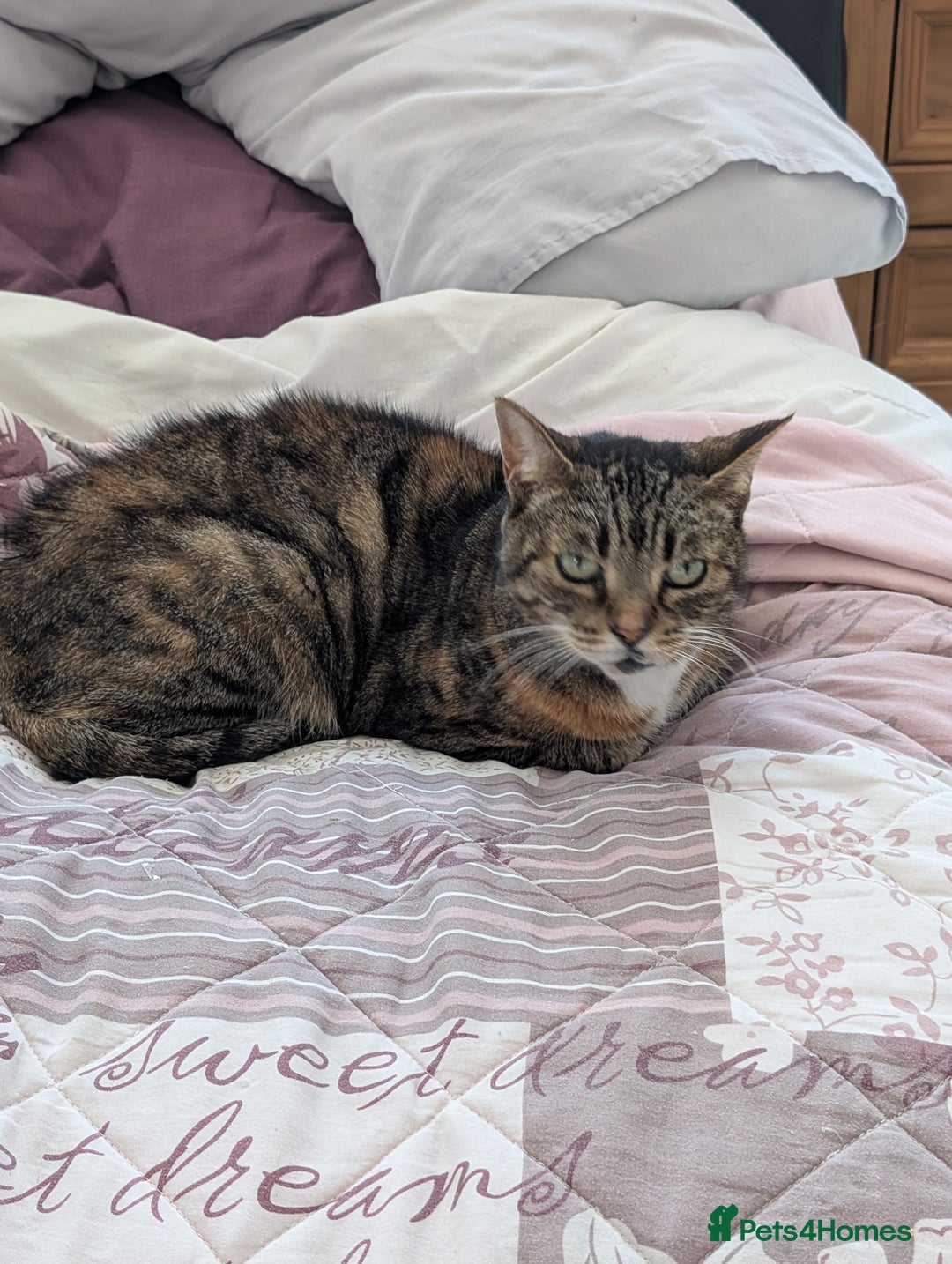 Domestic Shorthair cats for sale: Elderly cat - Image 1