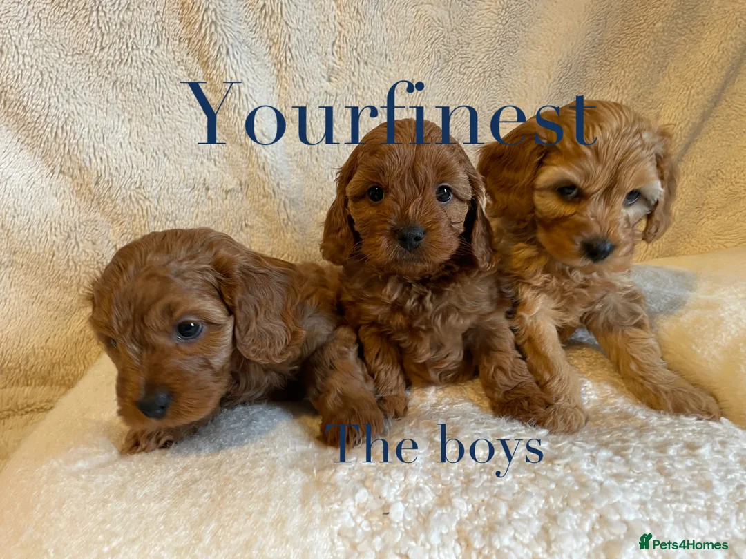 Cavapoo dogs for sale: Perfect F1 Cavapoos ⭐️🩵⭐️🩵⭐️🩵⭐️ in West Malling - Advert 5