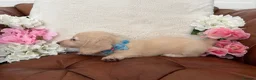 Miniature Dachshund dogs for sale: Pure English Cream Miniature Dachshund  - Advert 16