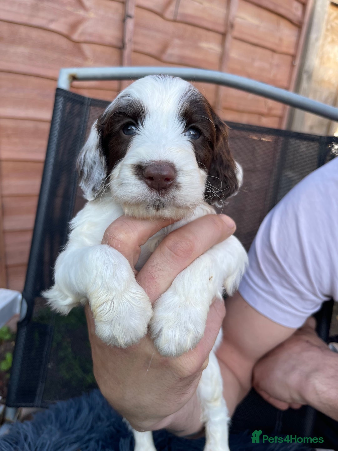 Cockapoo dogs for sale: Adorable Cockerpoo Puppies Ready - Image 37
