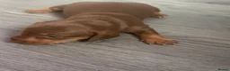 Miniature Dachshund dogs for sale: Miniature dachshunds  - Advert 3
