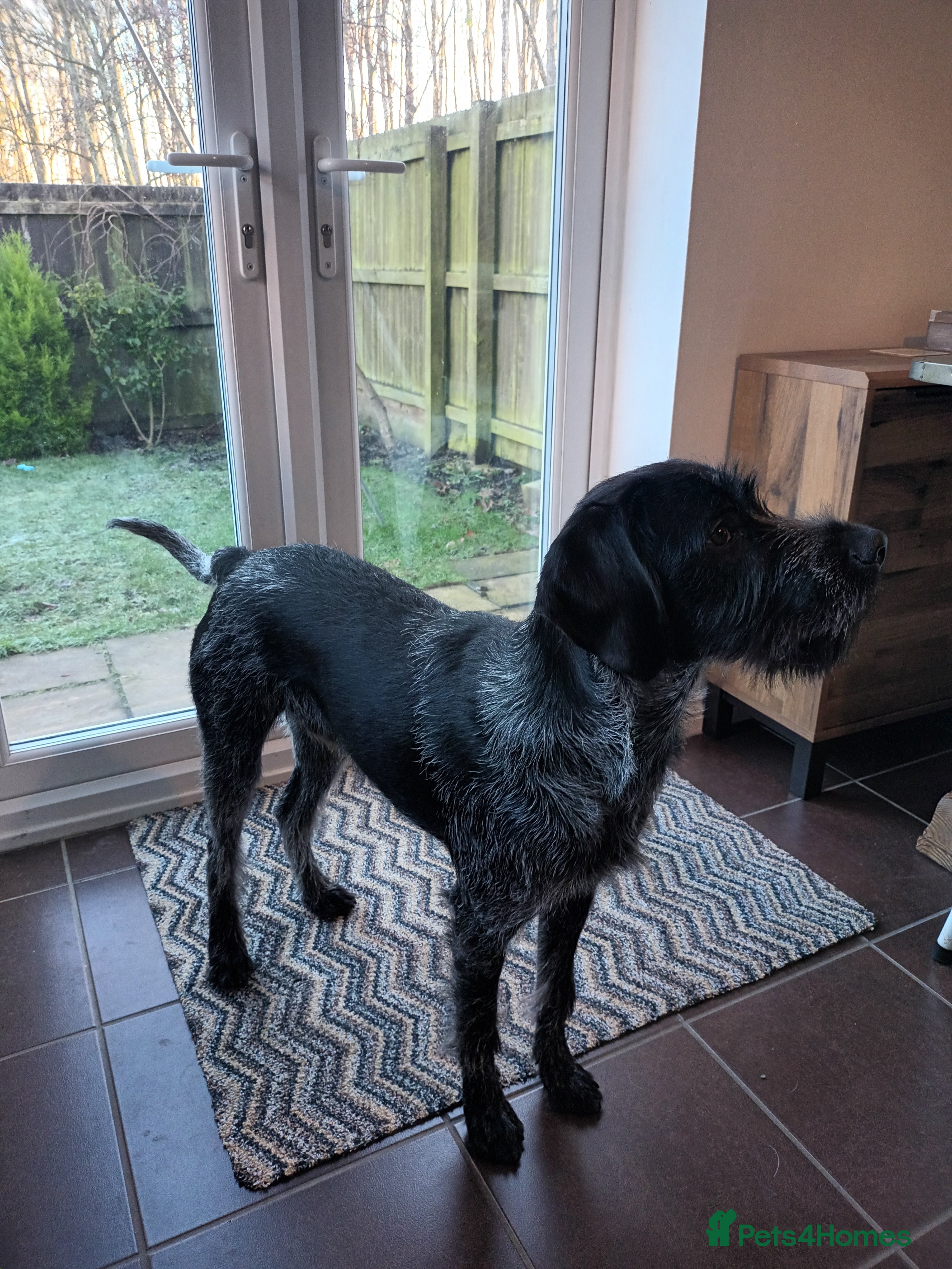 German Wirehaired Pointer dogs GWP x Labrador for Sale - Advert 5