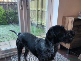 German Wirehaired Pointer dogs GWP x Labrador for Sale - Advert 2