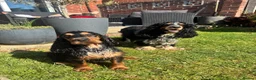 Cocker Spaniel dogs for sale: Mavis is needing a new home in Barnsley - Advert 4