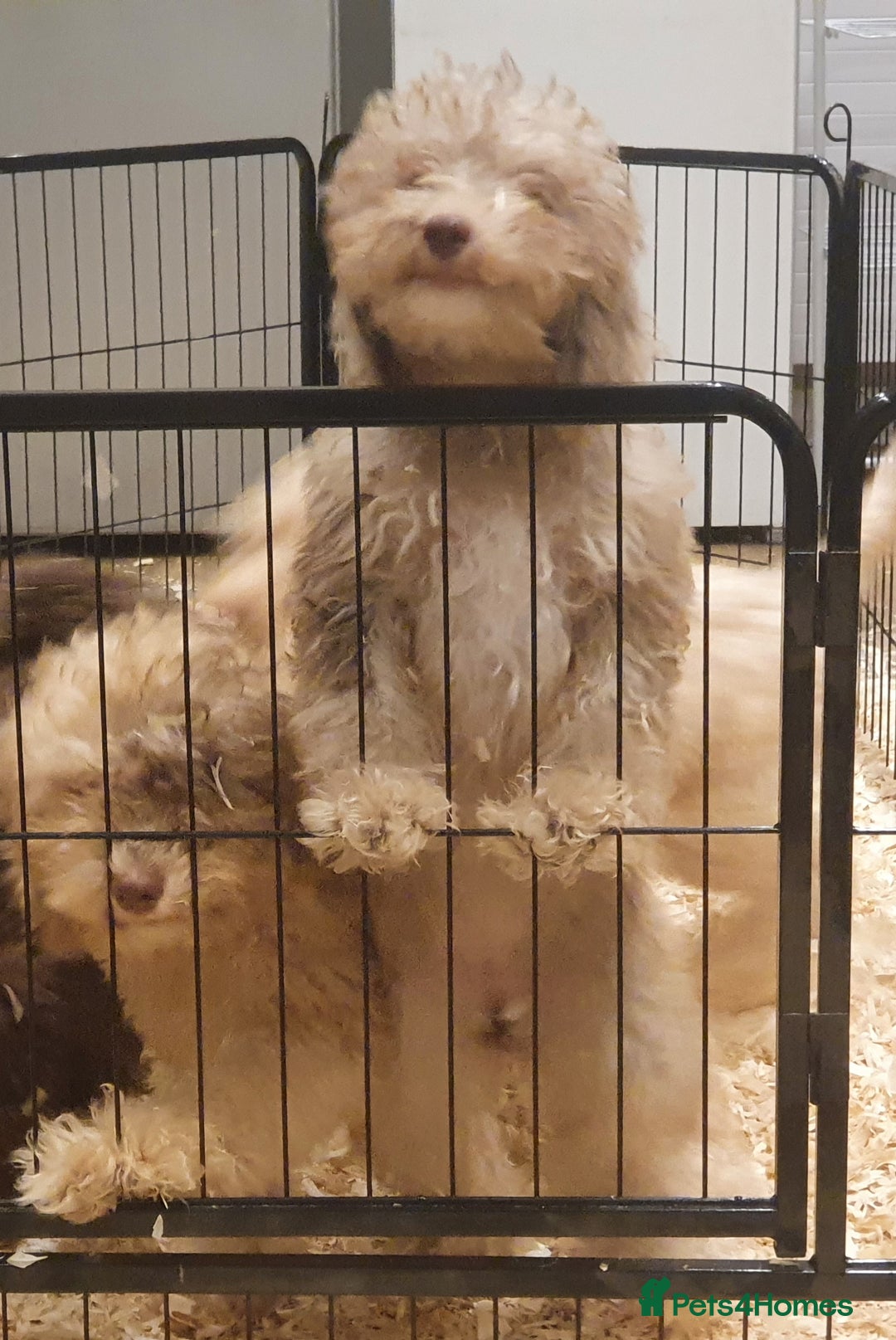 Labradoodle dogs for sale: Adorable litter of miniature labradoodles  - Advert 7