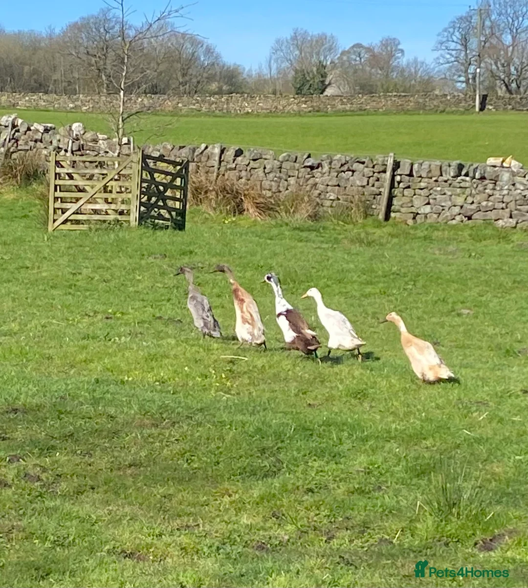 Ducks poultry for sale: Indian Runner Duck Hatching Eggs - Advert 1