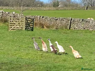 Ducks poultry Indian Runner Duck Hatching Eggs - Advert 5