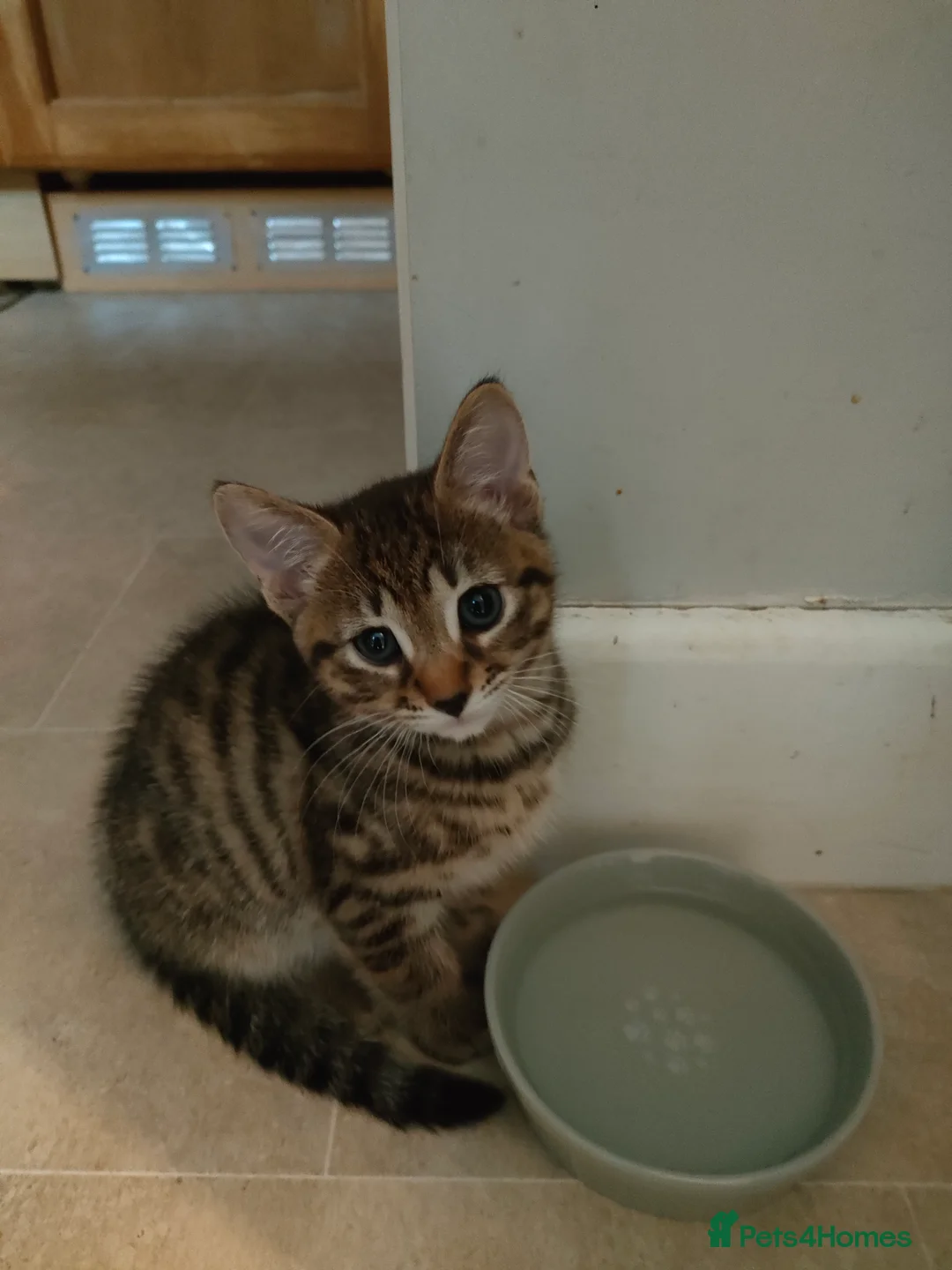 Mixed Breed cats for sale: 3 beautiful kittens - Advert 2