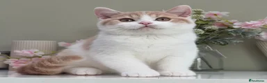 British Shorthair 4