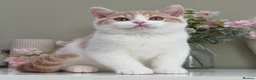 British Shorthair cats for sale: Stunning British Shorthair kittens  - Advert 20