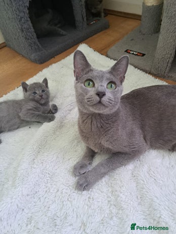 Russian Blue cats - Advert 1