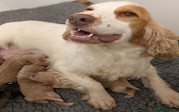 Cockapoo dogs for sale: Champion-Line Cockapoos From Health Tested Parents - Image 9