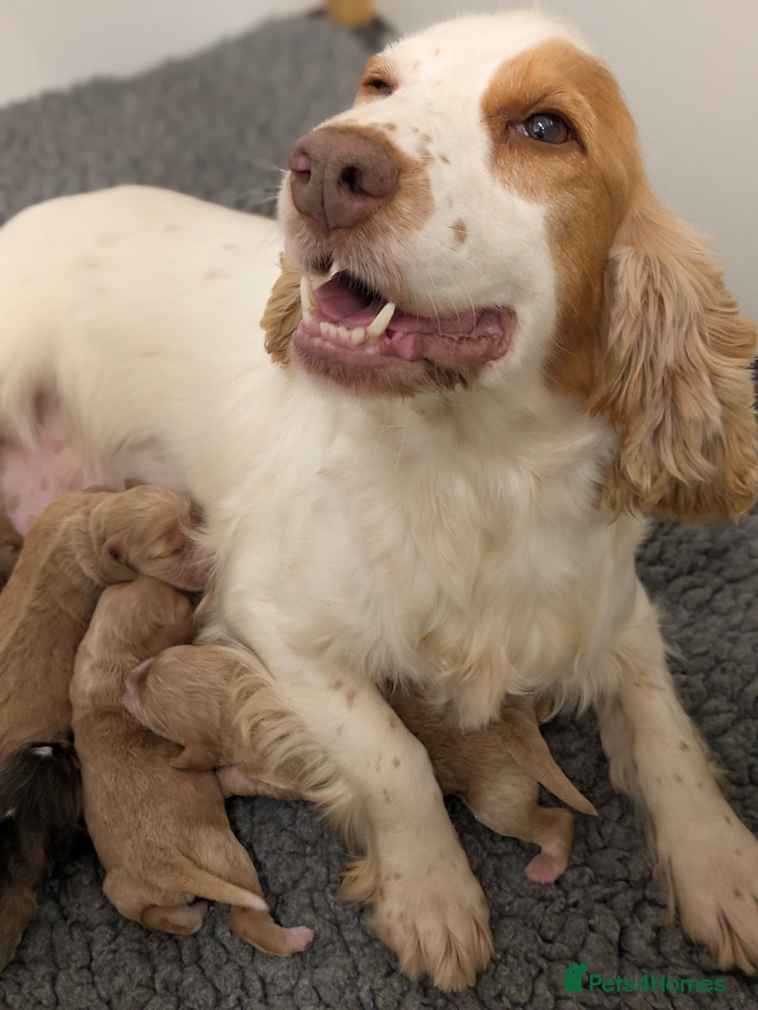 Cockapoo dogs for sale: Champion-Line Cockapoos From Health Tested Parents - Image 9