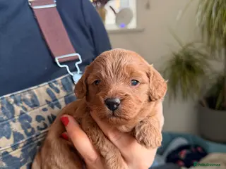 Cavapoo dogs Beautiful Cavapoo puppies for sale - Advert 18