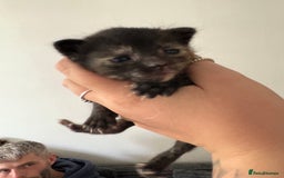Domestic Shorthair cats for sale: 🐾 Kitten Ready for Forever Home 🐾 - Image 5