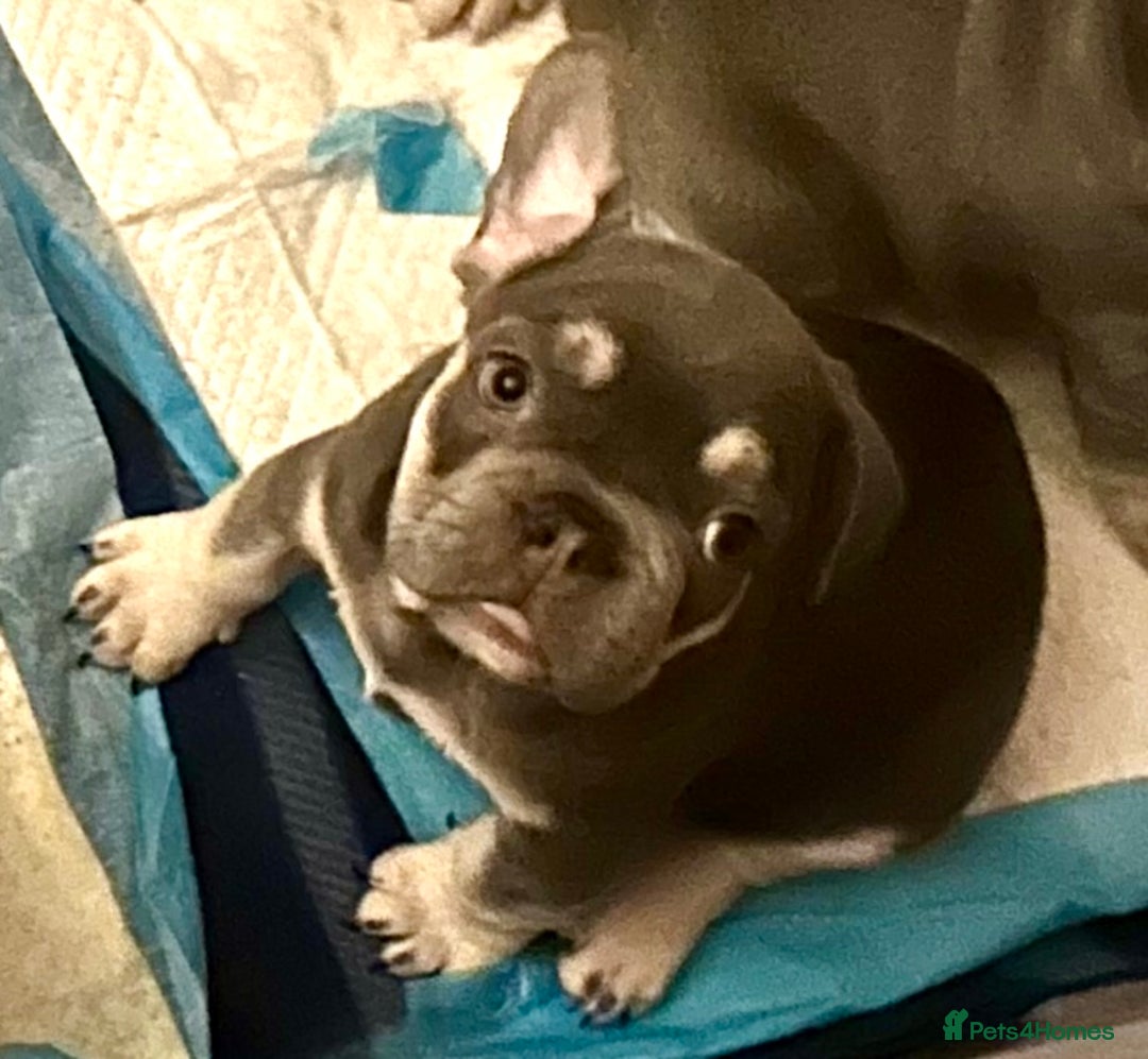 French Bulldog dogs for sale: French Bulldog Puppies  - Advert 6