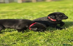 Labrador Retriever dogs for sale: KC Reg Pups, Excellent Pedigree, Ready This Week - Image 6