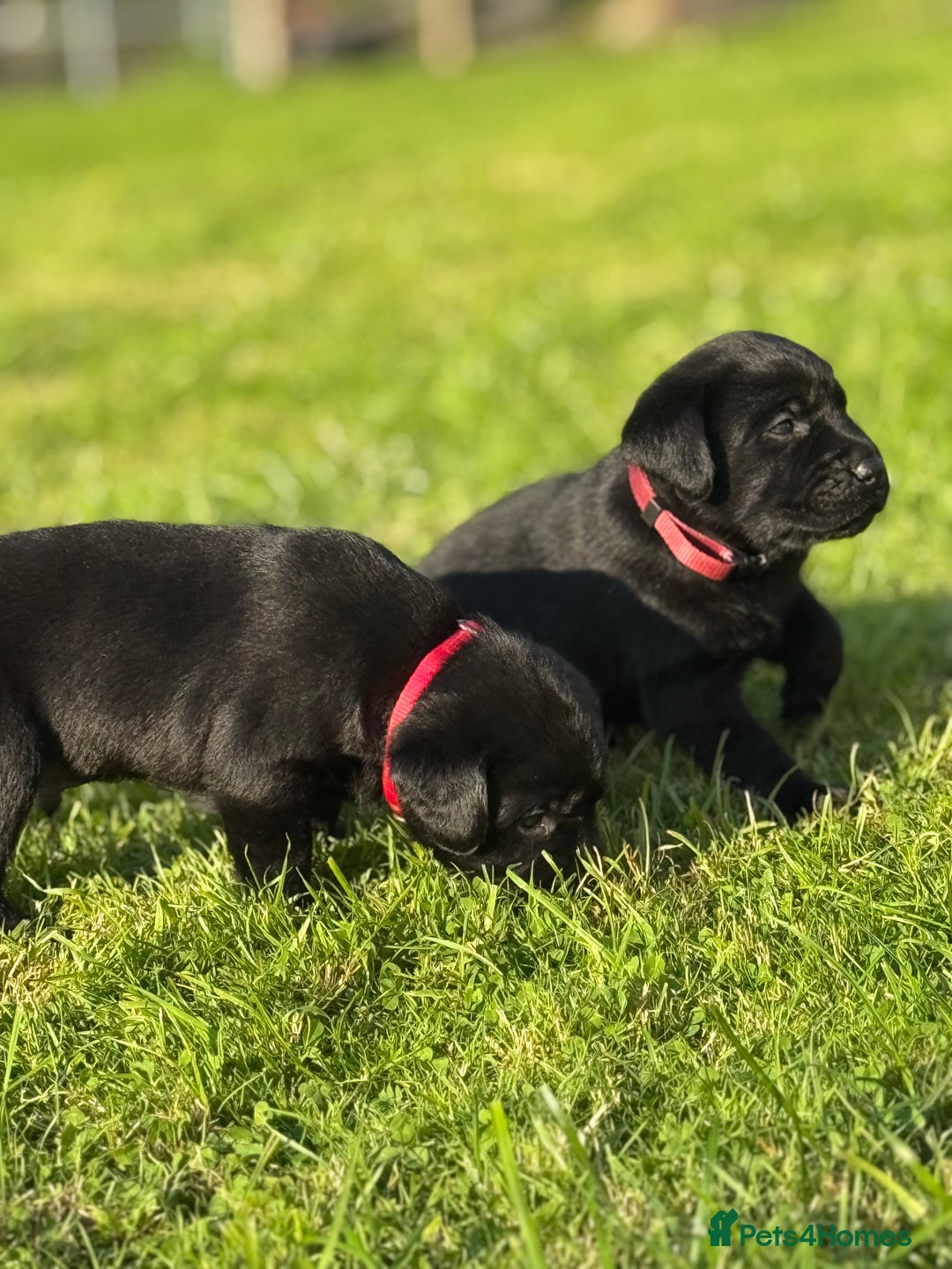 Labrador Retriever dogs for sale: KC Reg Pups, Excellent Pedigree, Ready This Week - Image 6