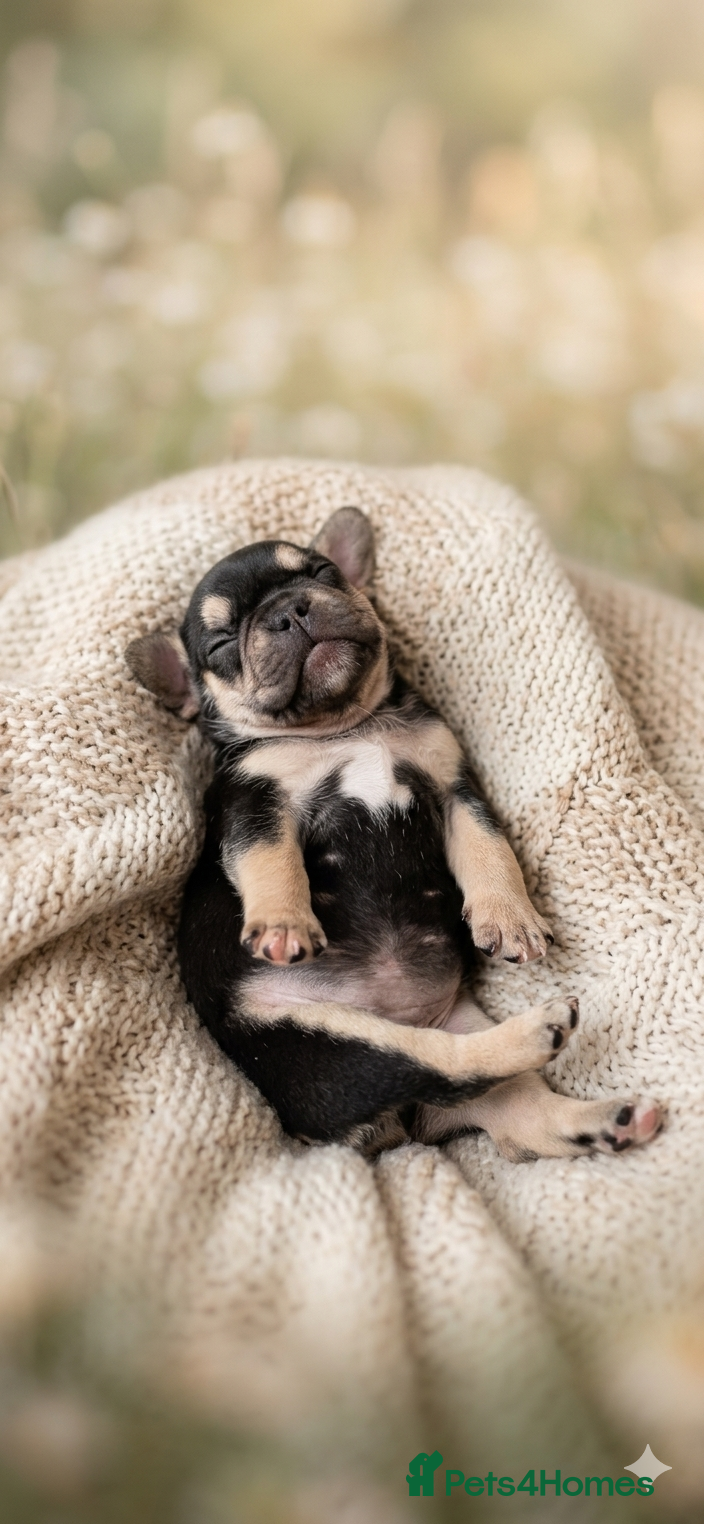 French Bulldog dogs Stunning Frenchie babies - Advert 6