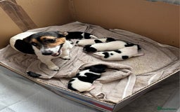 Jack Russell dogs for sale: Jack Russell puppies - Image 5