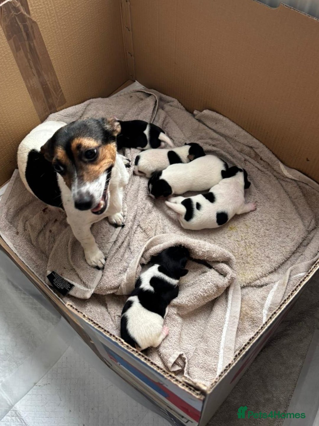 Jack Russell dogs for sale: Jack Russell puppies - Image 5