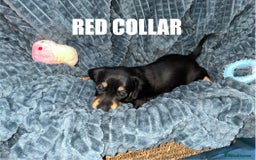 Miniature Dachshund dogs for sale: Miniature Dachshunds looking for perfect Home - Image 8