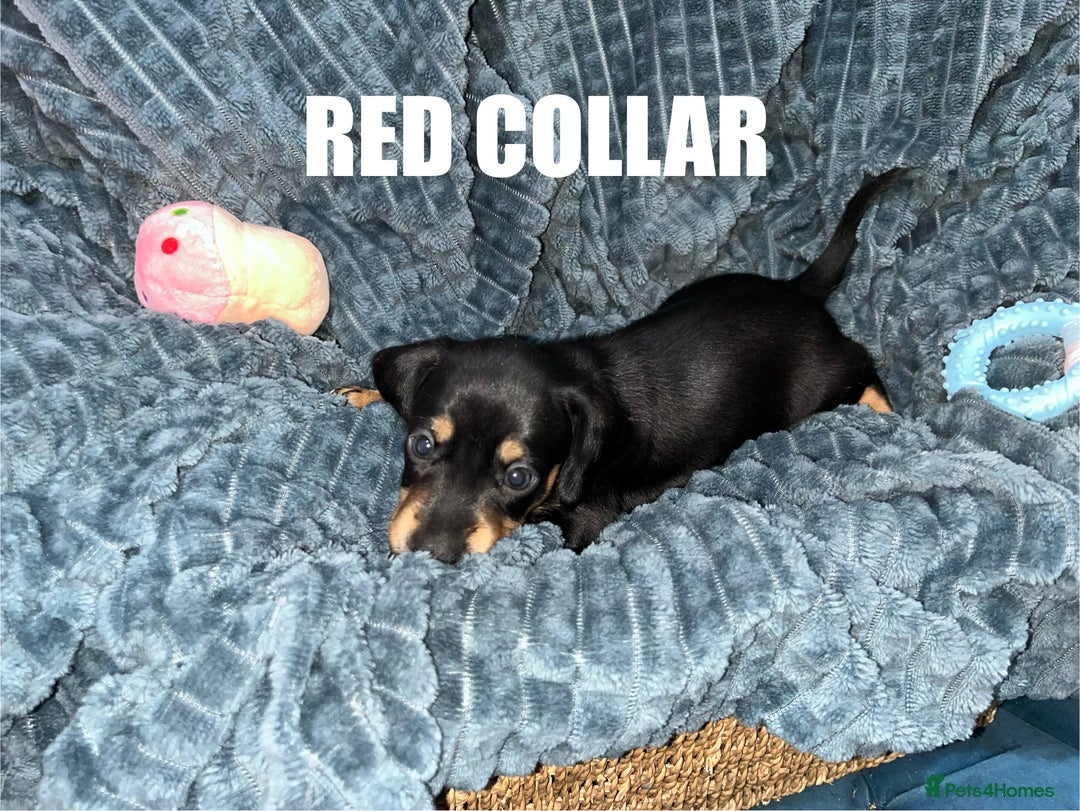 Miniature Dachshund dogs for sale: Miniature Dachshunds looking for perfect Home - Image 8